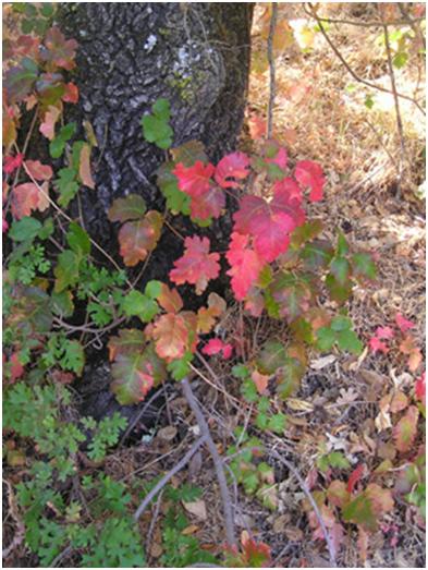 poison oak pictures on skin. This is what Poison Oak looks